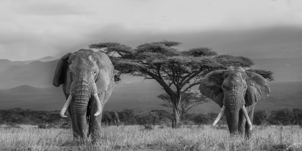 Majestic Safari Elephants by Jennifer Lu — canvas wall art