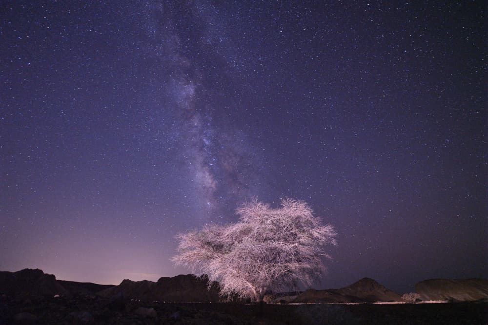 Milky Way Desert Tree by Yoram GIL — canvas wall art