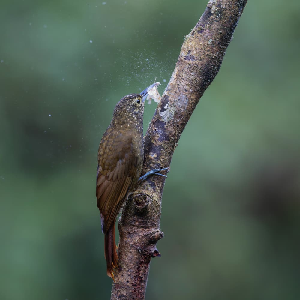 Brown Bird Pecking Branch by Taksing (吉星高照) — canvas wall art