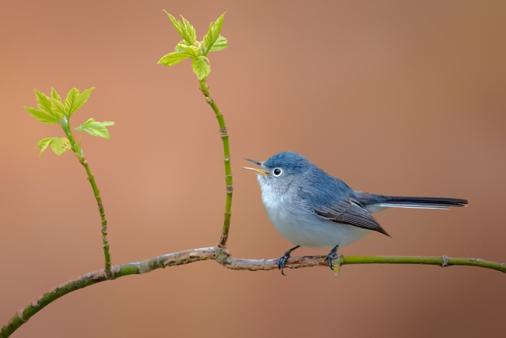 Singing Blue Bird by Jacob (Jian) Xu — canvas wall art