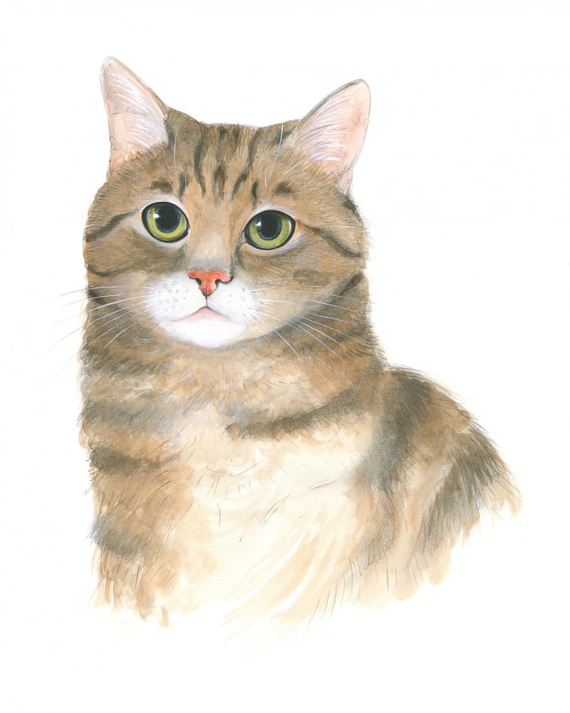 Pussycat Plato by Isabelle Brent — canvas wall art