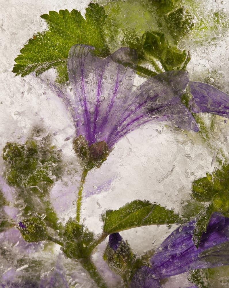 Delicate Frozen Flowers by Secundino Losada — canvas wall art