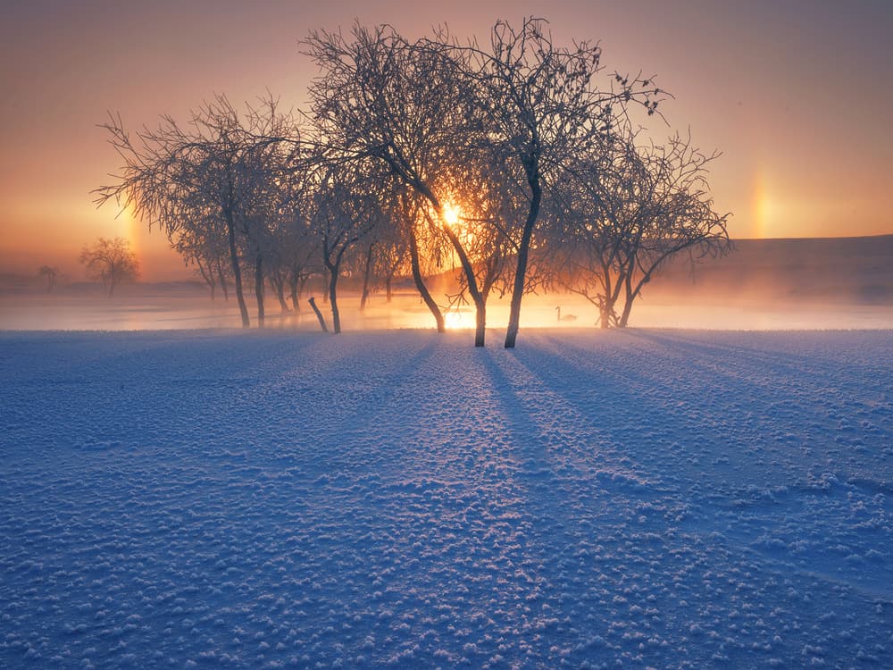 Frozen Trees Sunrise Mist by Bingo Z — canvas wall art