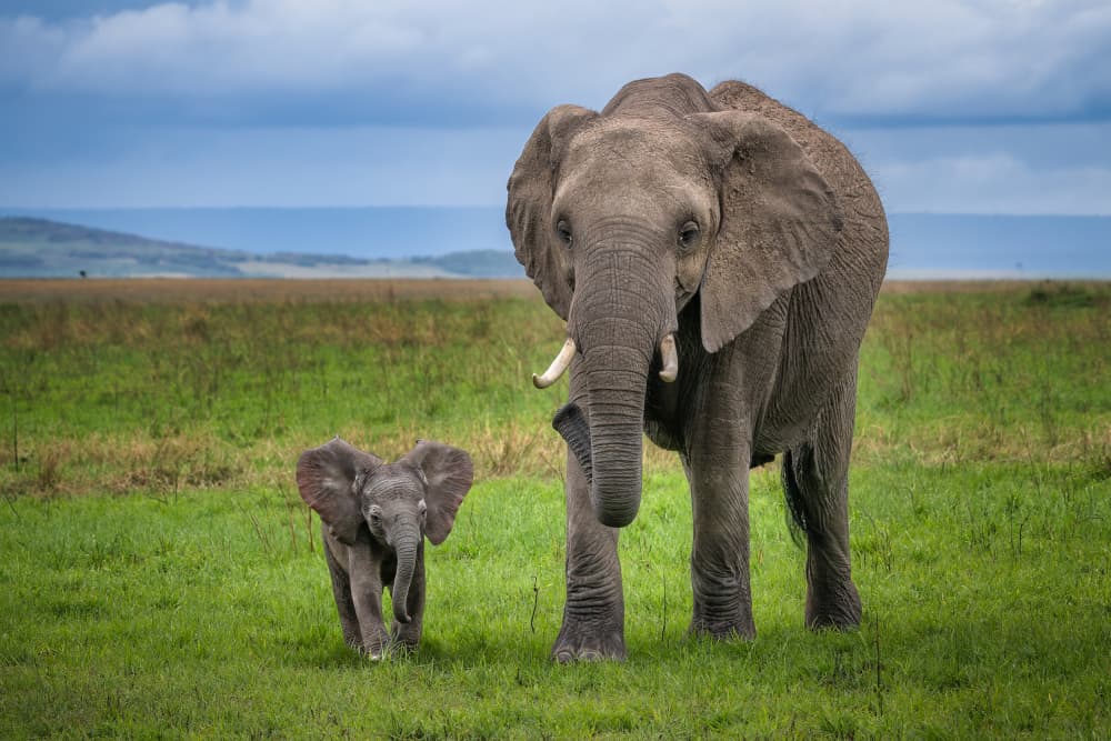 Baby Elephant and Mother by Juan I. Cuadrado — canvas wall art