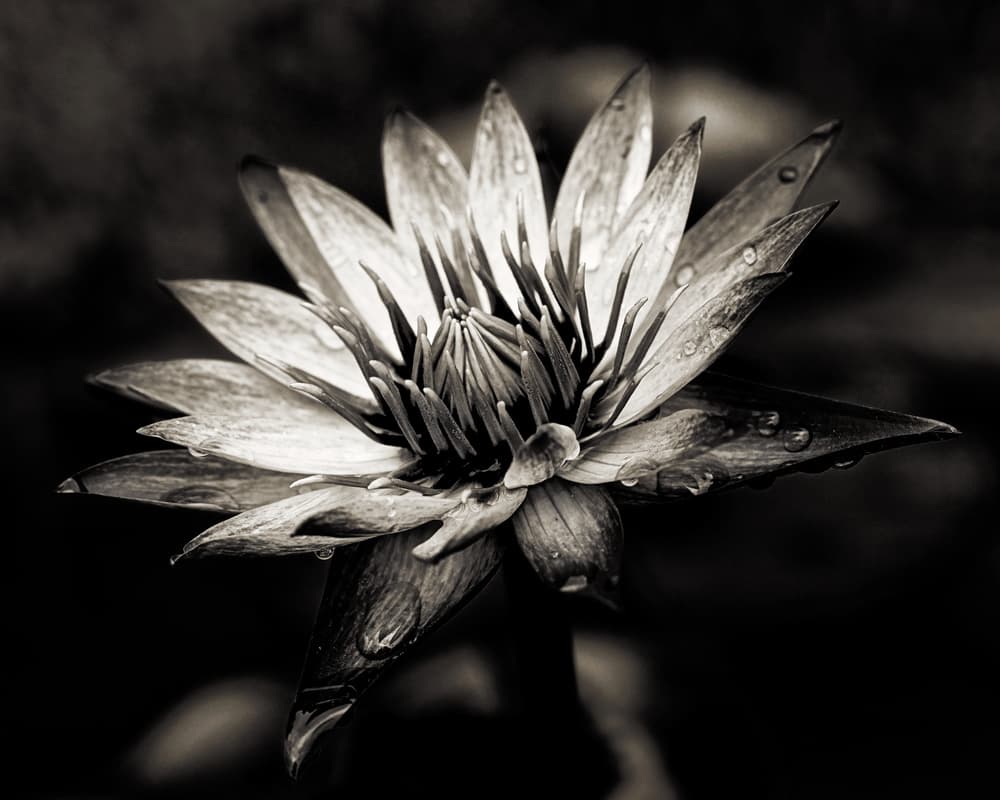 Elegant Water Lily by Joerg Sannwald — canvas wall art