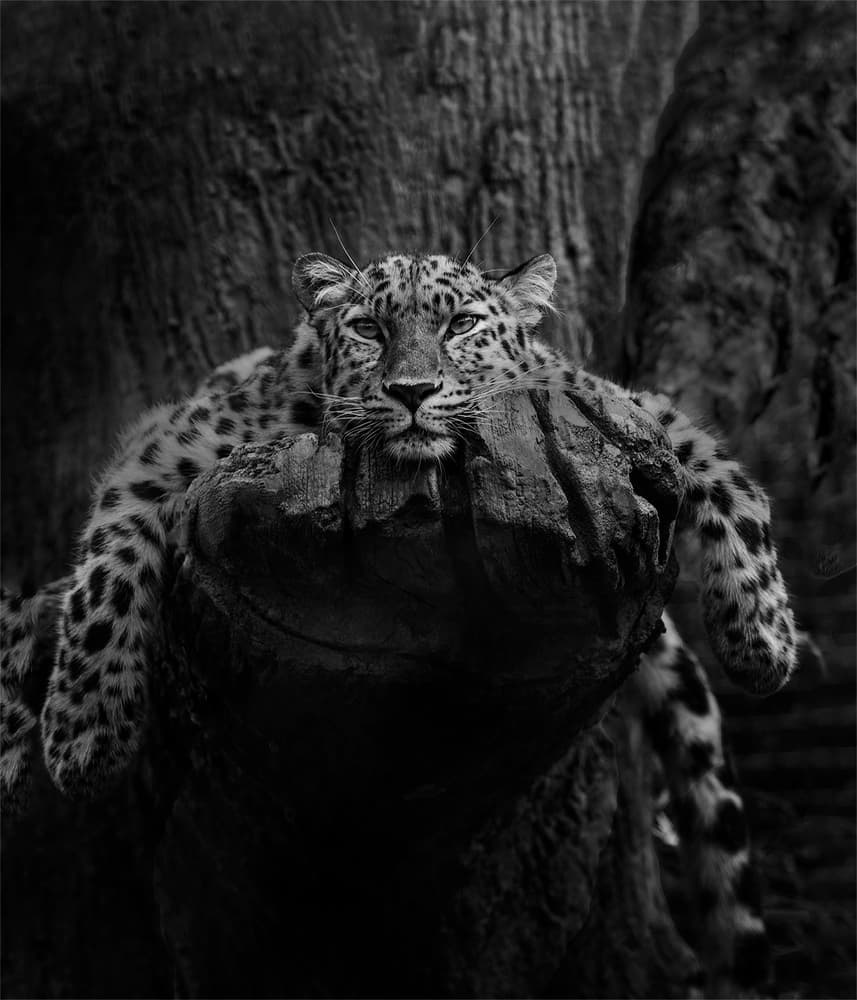Leopard Resting Gaze by Krystina Wisniowska — canvas wall art