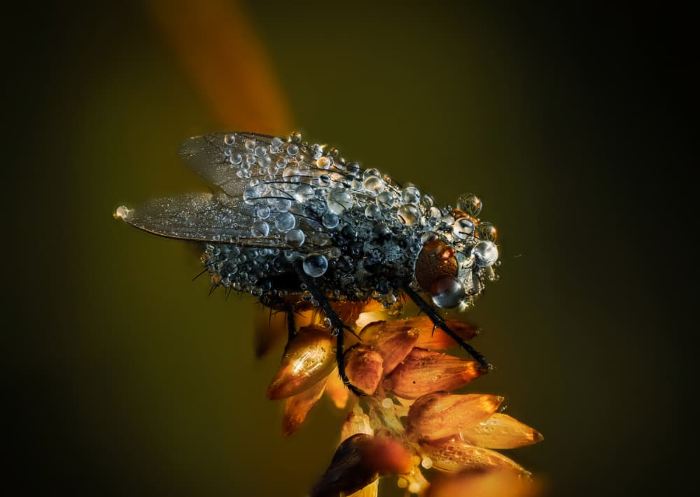 Morning Dewdrop Fly by Takafumi Yamashita — canvas wall art