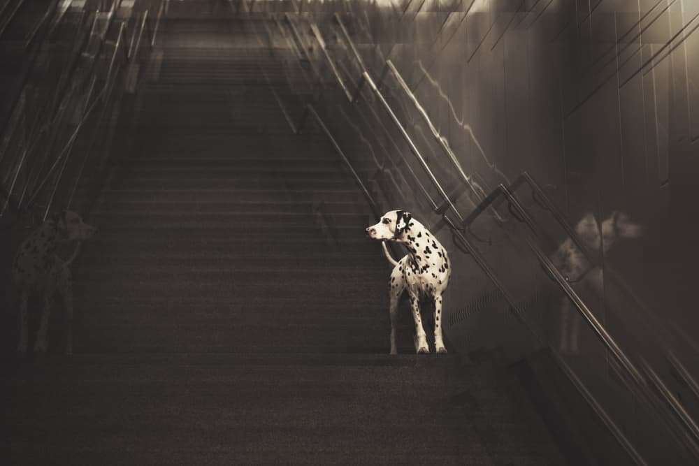 Mysterious Dalmatian Hallway by Heike Willers — canvas wall art