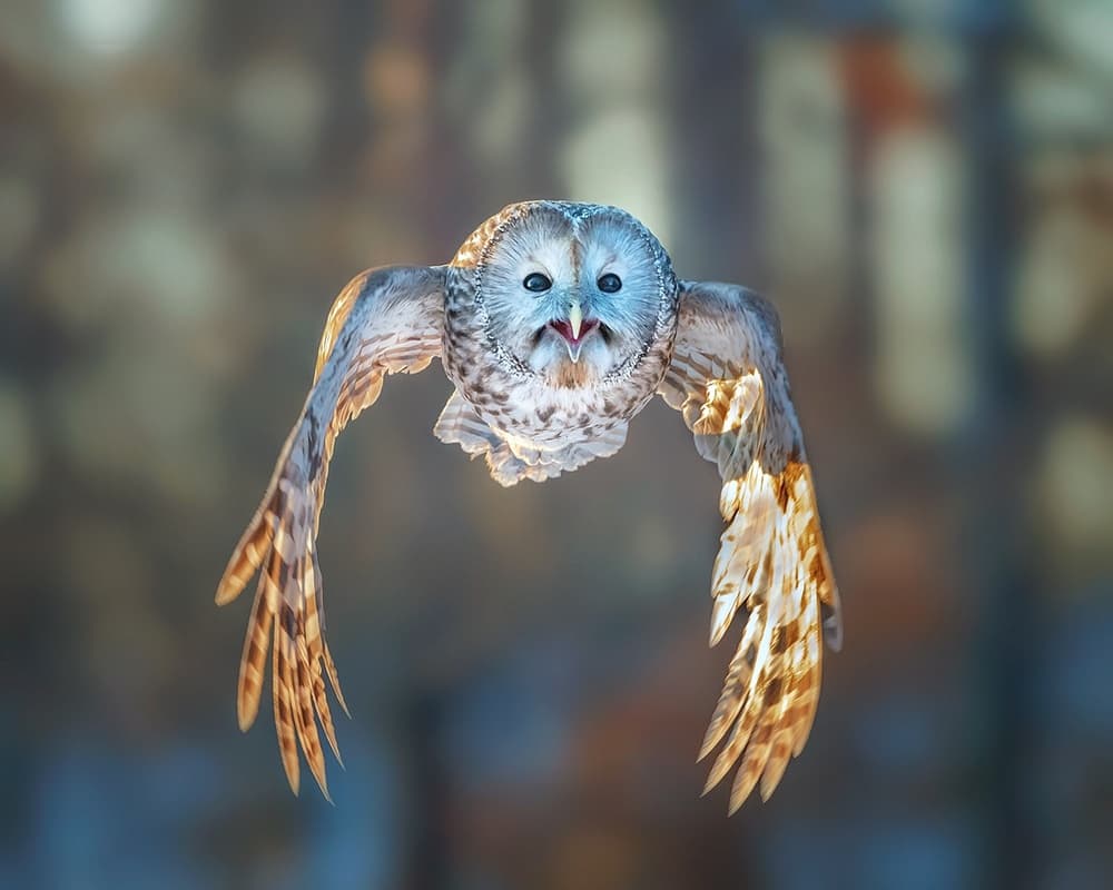 Intense Owl Approach by Annie Poreider — canvas wall art