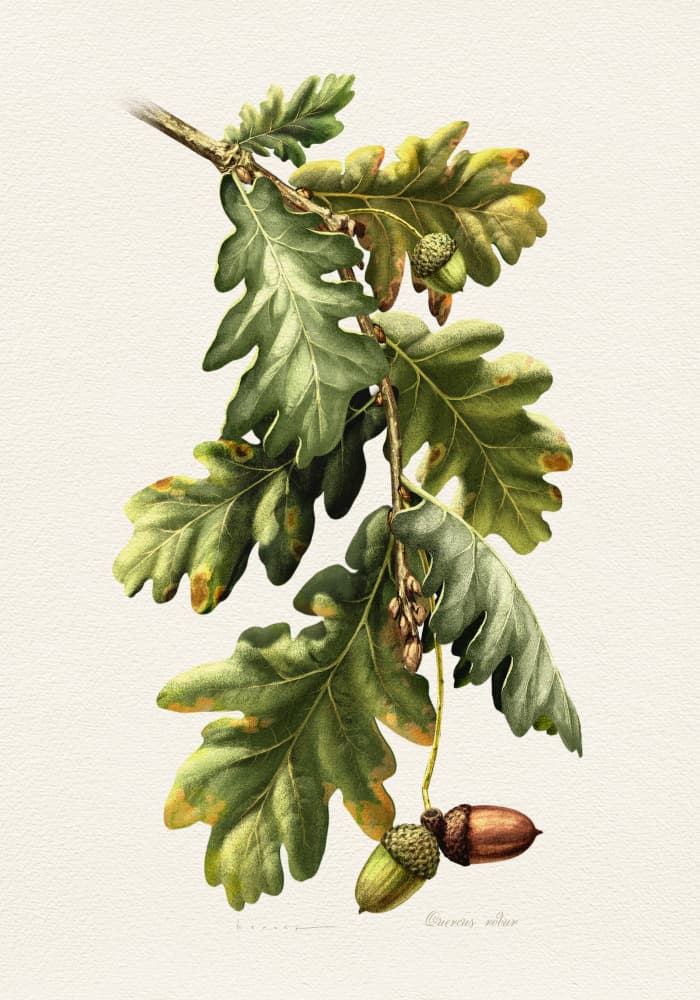 Botanical Oak Acorns by Juan Hernaz — canvas wall art