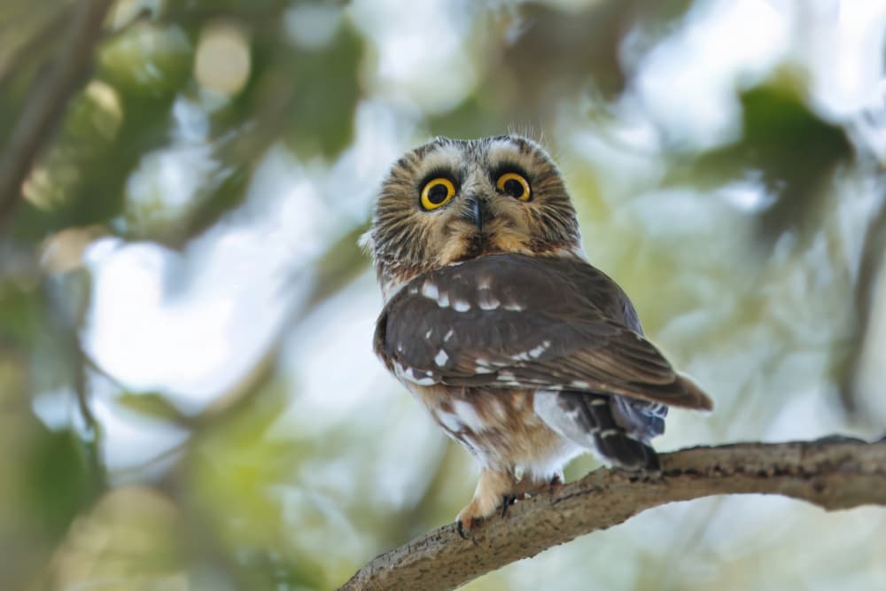 Curious Forest Owl by Gavin Lam — canvas wall art
