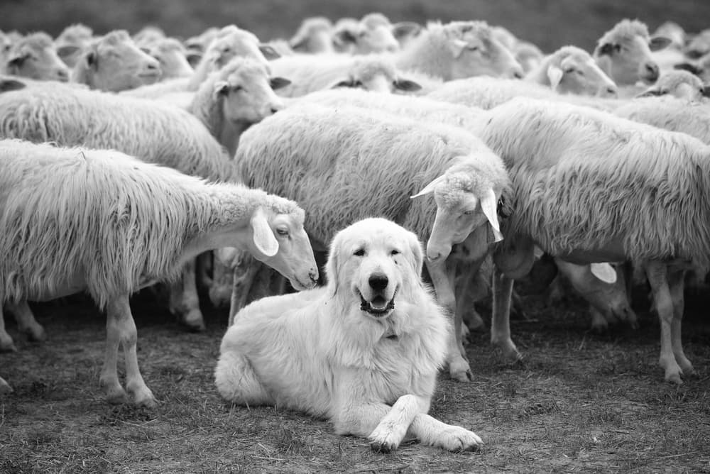 Smiling Sheepdog Among Sheep by Lucian Constantin — canvas wall art