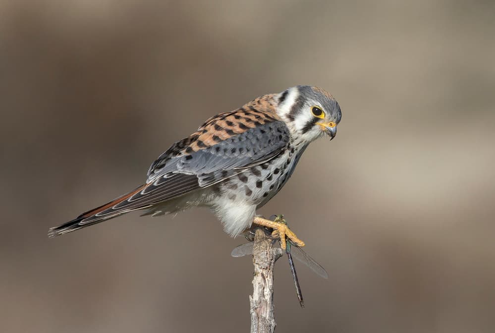 American Kestrel Dragonfly by Greg Barsh — canvas wall art