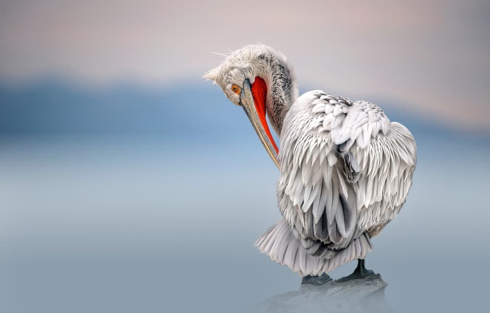 White Pelican Preening by Xavier Ortega — canvas wall art