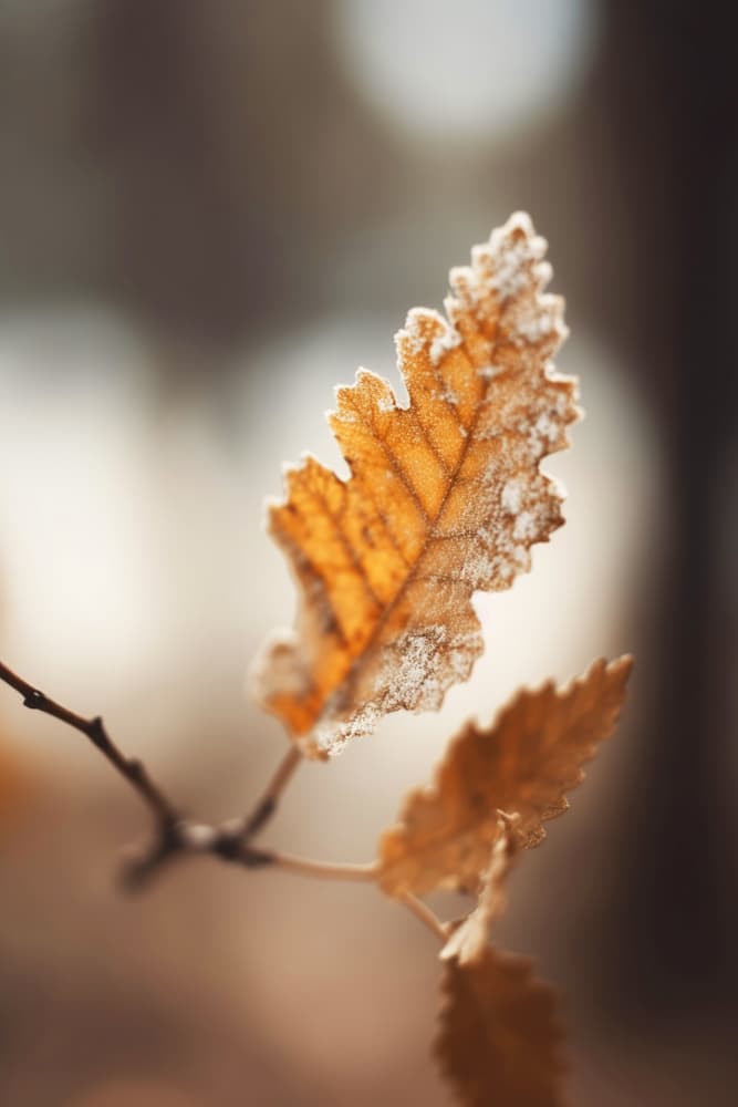 Frosted Leaf Glow by Treechild — canvas wall art