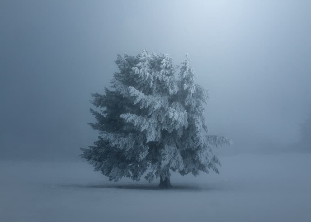 Solitary Snowy Tree by Alberto Alvaro — canvas wall art