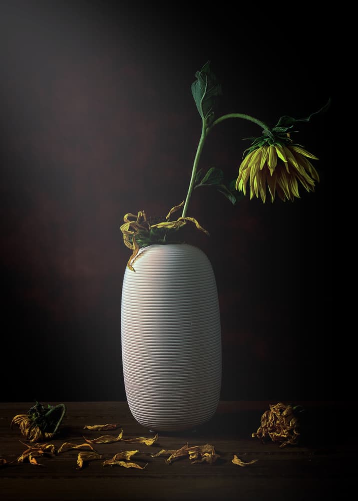 Elegant Wilting Sunflower by Annie Poreider — canvas wall art