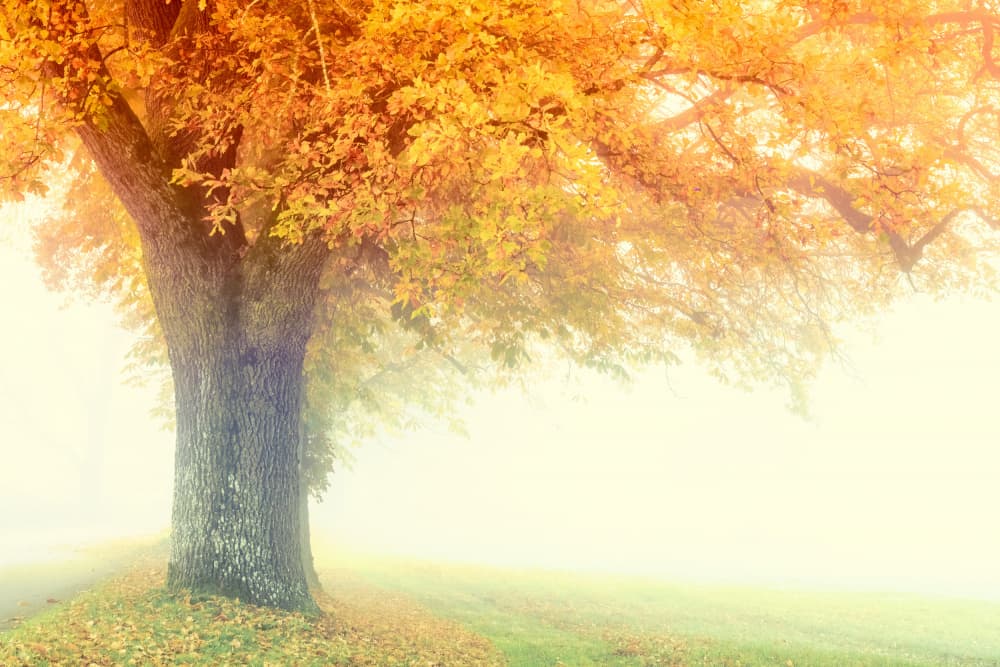 Golden Misty Autumn Tree by Ulrike Eisenmann — canvas wall art