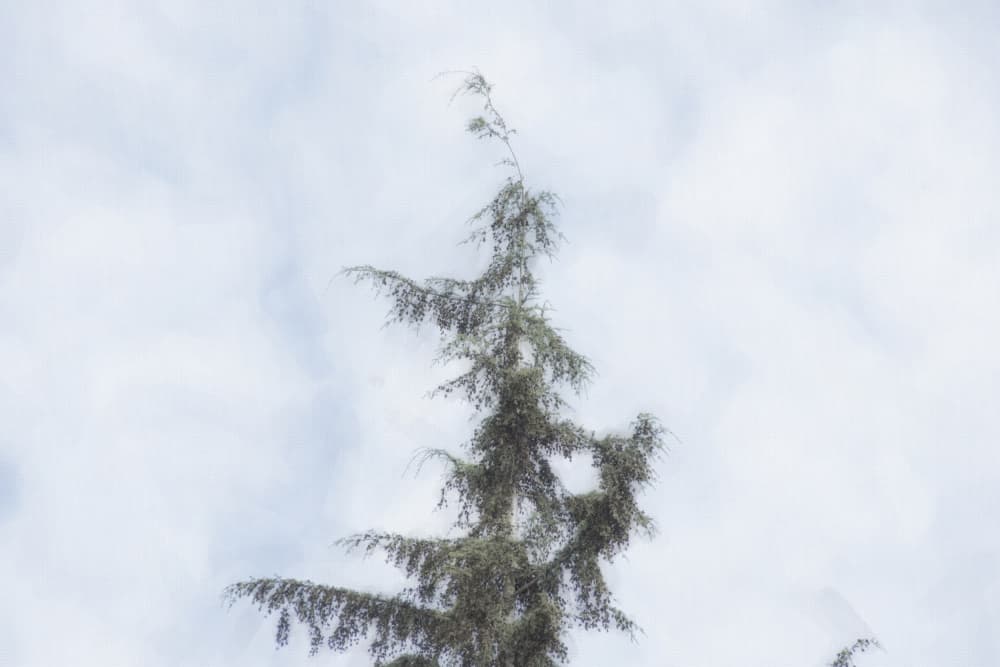 Ethereal Pine Sky by Lynann Colligan — canvas wall art