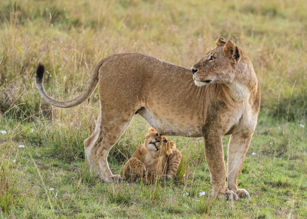 Lioness and Her Cubs by Saurabh Dhanorkar — canvas wall art