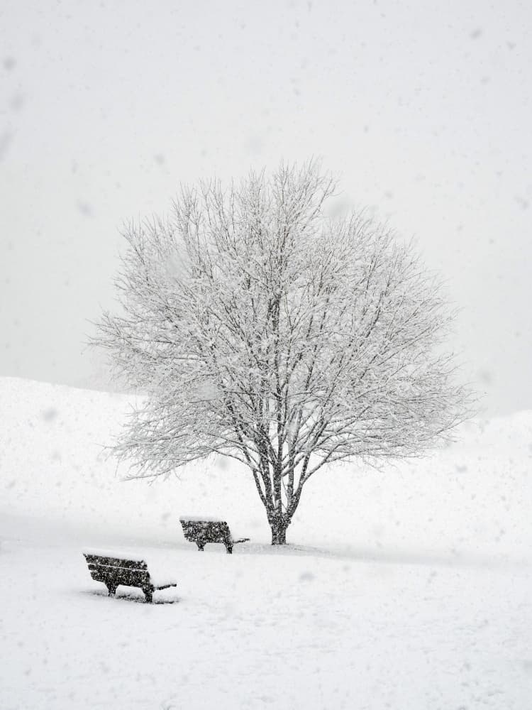 Snowy Park Serenity by HAN dong hee — canvas wall art
