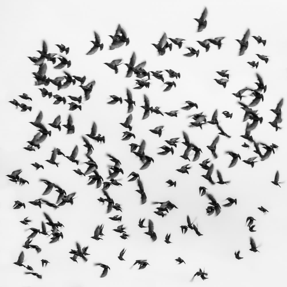 Dynamic Starlings Murmuration by Branko Markovic — canvas wall art