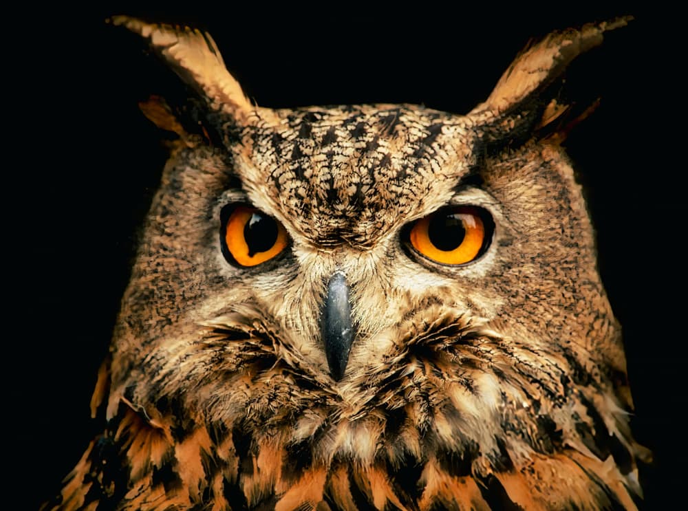Great Horned Owl Stare by Ray Clark — canvas wall art