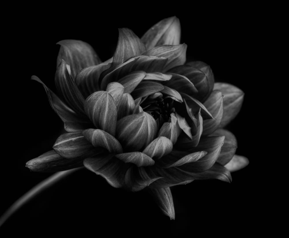 Elegant Monochrome Dahlia by Lotte Grønkjær — canvas wall art