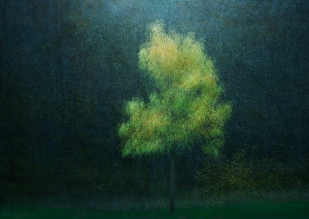 Tranquil Abstract Tree by Katarina Holmström — canvas wall art