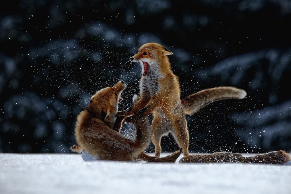 Playful Foxes In Snow by Michaela Firešová — canvas wall art