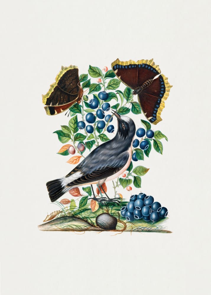 Northern Wheatear by James Bolton — canvas wall art