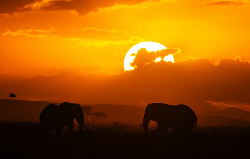 Golden Sunset Elephants by Jayanta Guha — canvas wall art