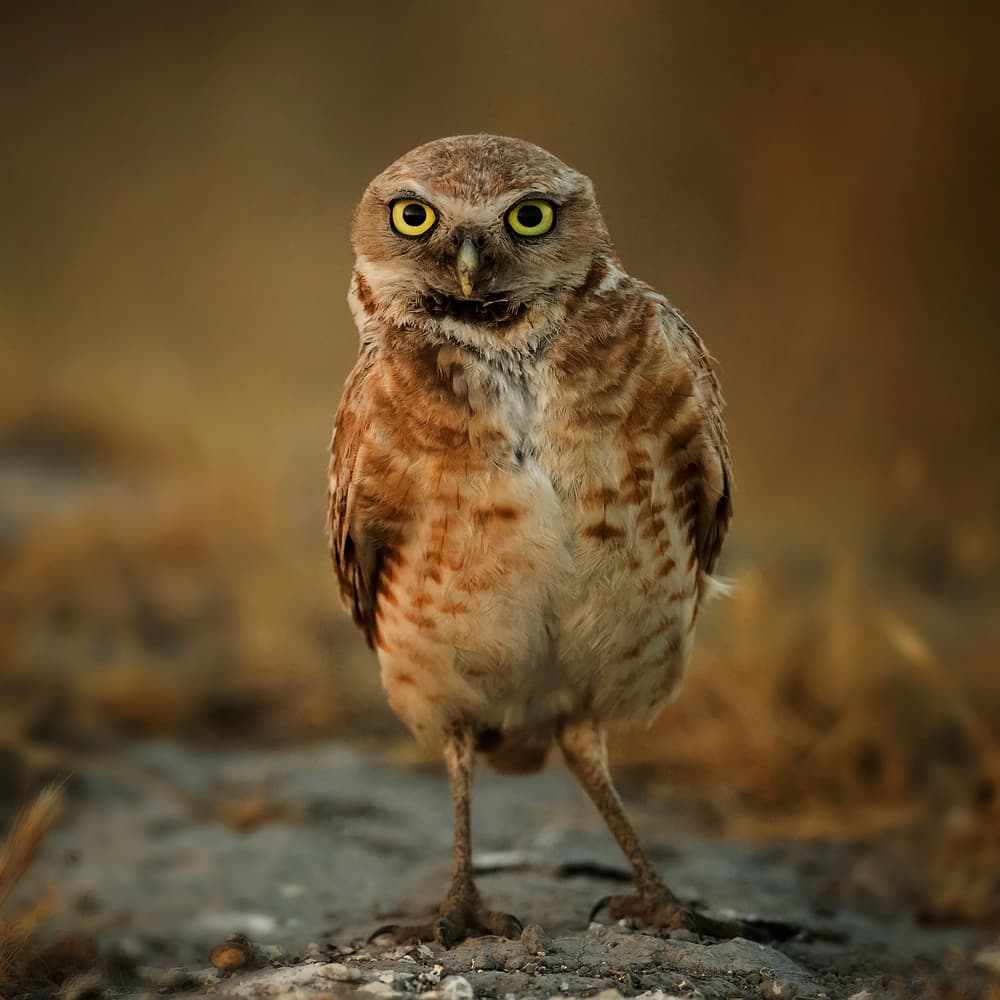 Watchful Burrowing Owl by David H Yang — canvas wall art