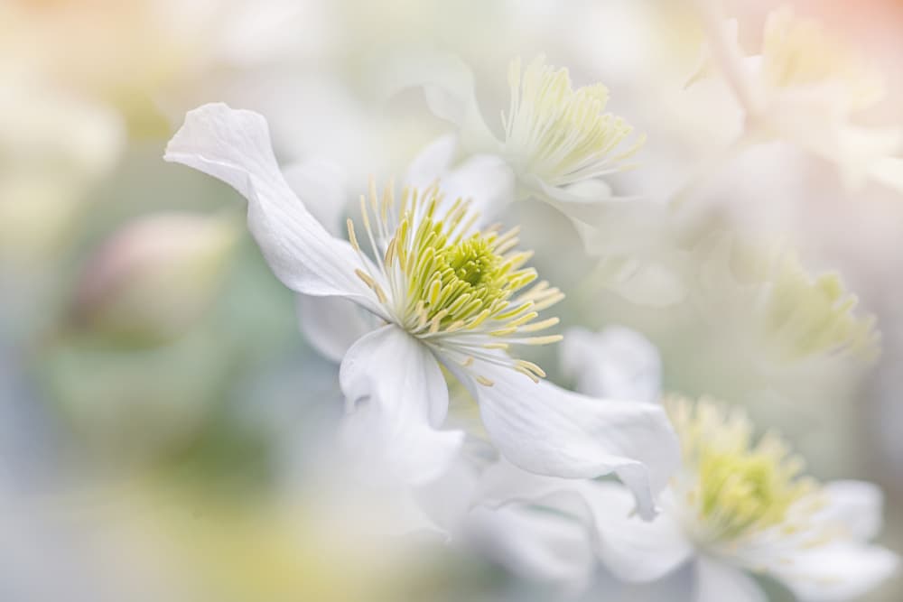 Soft White Clematis by Jacky Parker — canvas wall art
