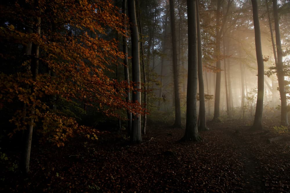 Misty Autumn Forest by Irma Warth — canvas wall art