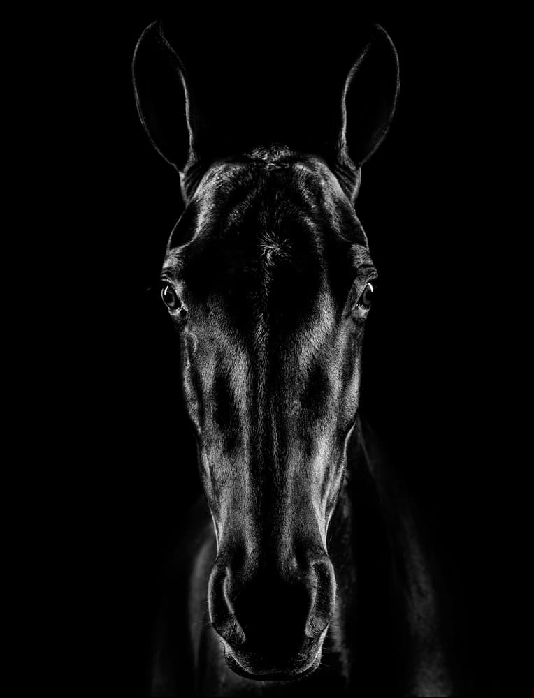 Black Horse Portrait by Jackson Carvalho — canvas wall art