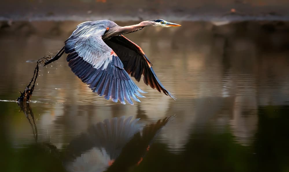 Great Blue Heron Takes Flight by Jie Fischer — canvas wall art
