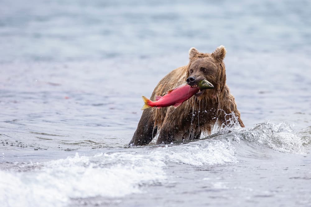 Wild Bear Salmon Catch by Valerio Ferraro — canvas wall art