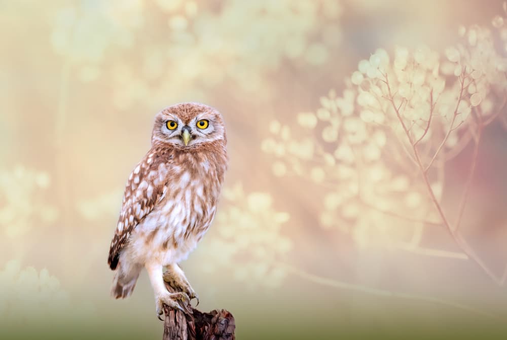 Dreamy Little Owl by אייל בר אור • Eyal Bar Or — canvas wall art