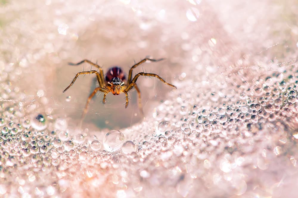 Glistening Morning Spider by Abdul Gapur Dayak — canvas wall art