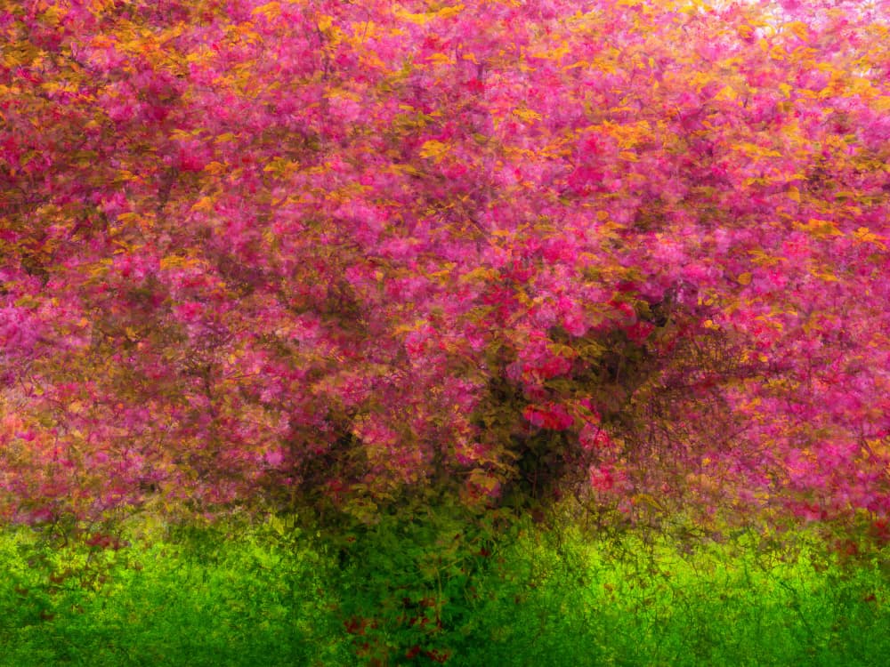 Pink Blossom Dream by Ria Groot Zevert — canvas wall art