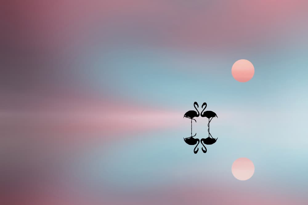 Flamingo Love Sunset by Bess Hamiti — canvas wall art