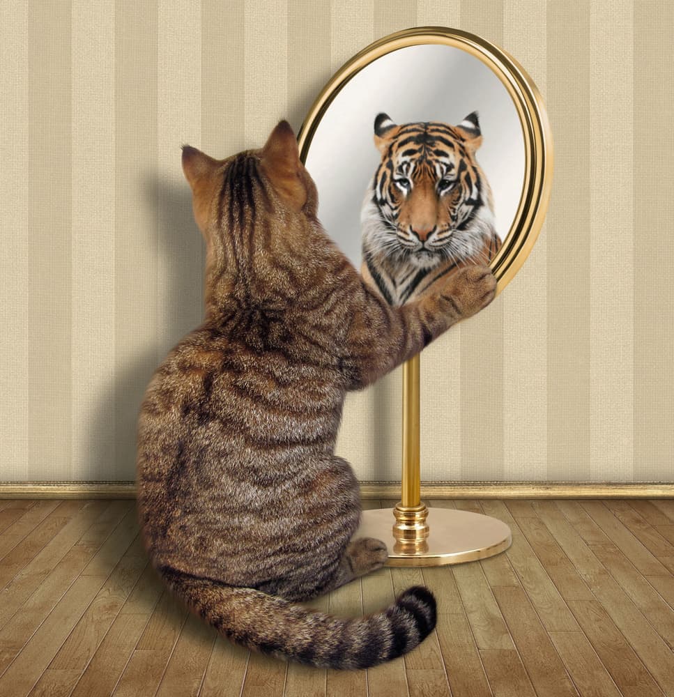 Cat's Inner Tiger by Iryna Kuznetsova (Iridi) — canvas wall art