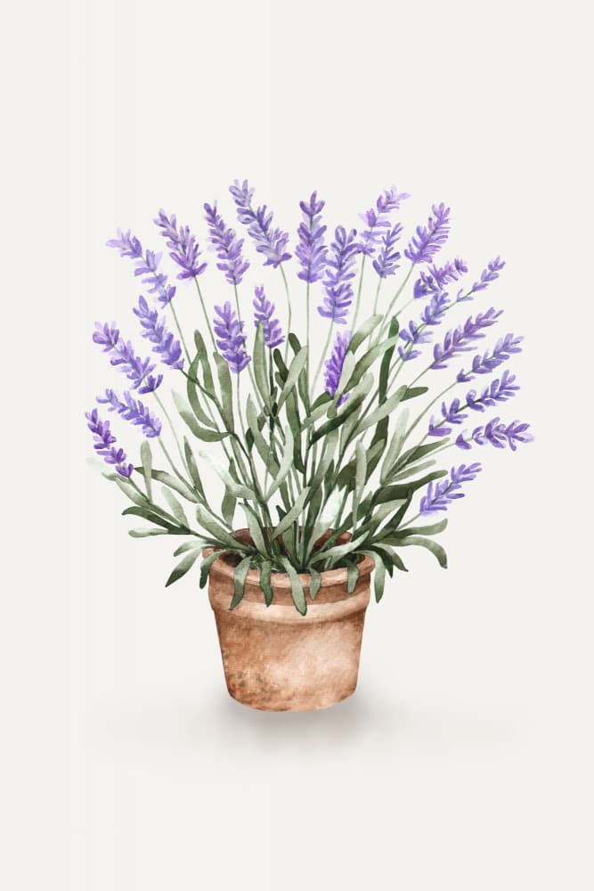 Potted Lavender Watercolor by Karen Menzenbach — canvas wall art