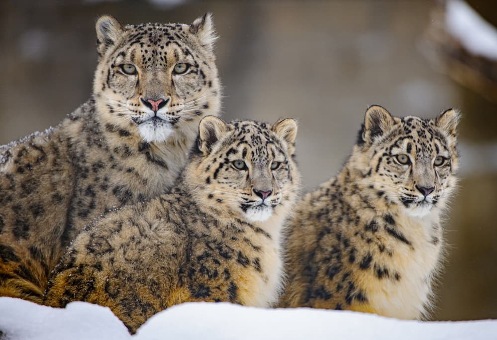 Snow Leopard Family by Louis Blair — canvas wall art