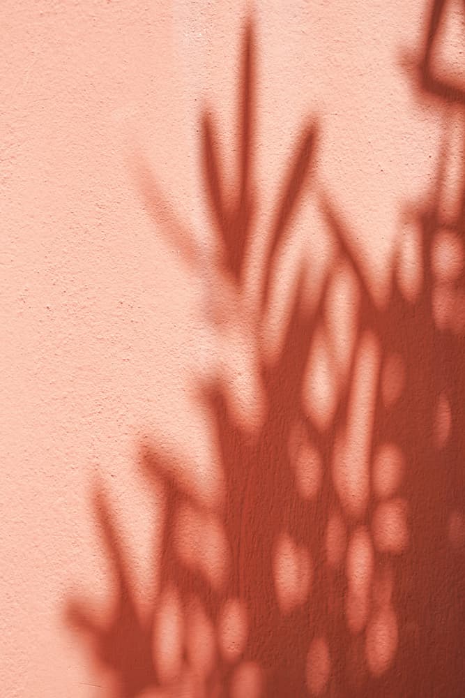 Warm Plant Shadows by Henrike Schenk — canvas wall art