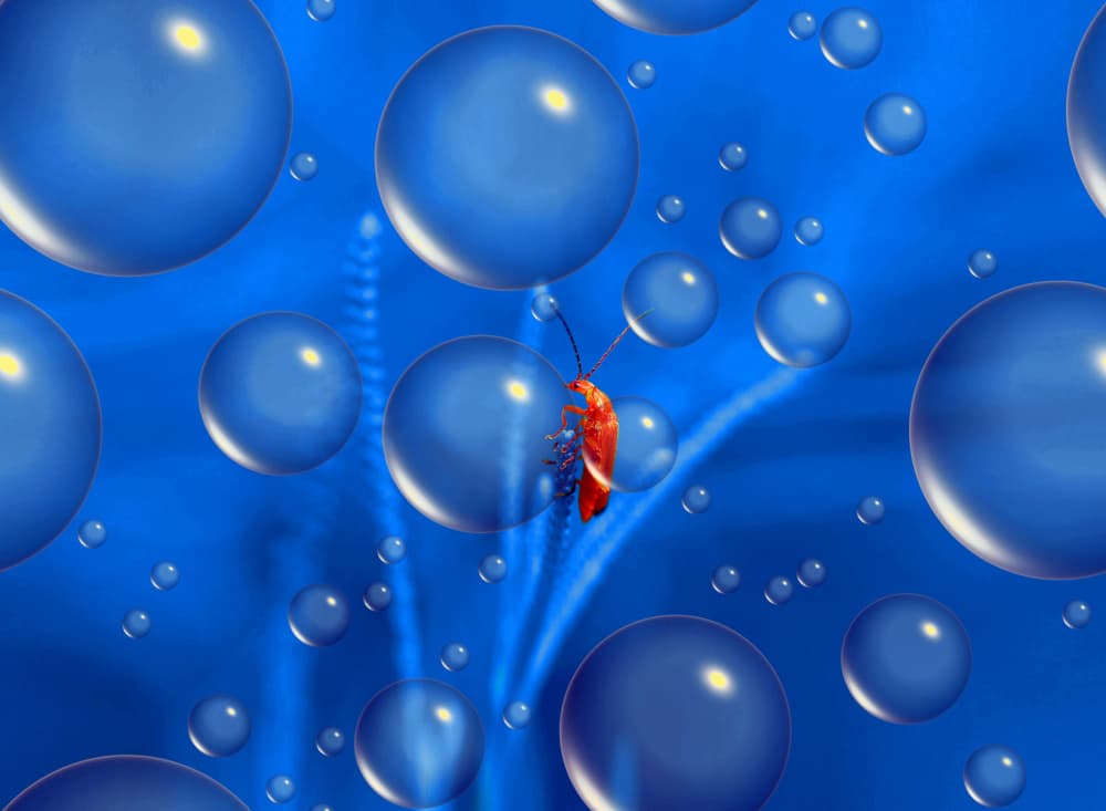 Red Insect Blue Dream by Thierry Dufour — canvas wall art