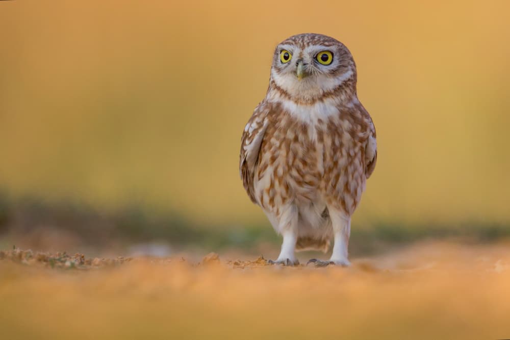 Curious Little Owl by David Manusevich — canvas wall art
