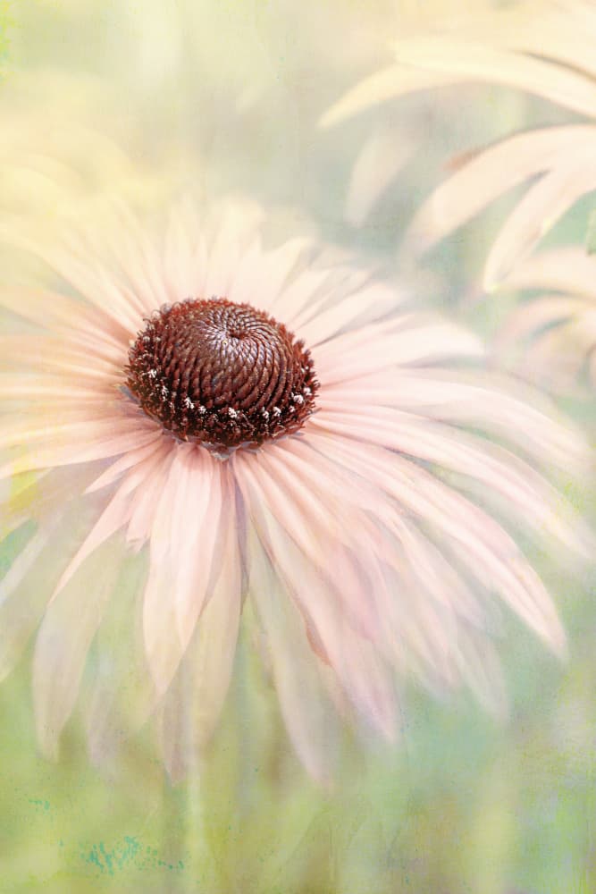 Dreamy Pastel Flower by Jacky Parker — canvas wall art