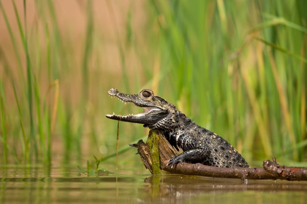Dwarf crocodile by Milan Zygmunt — canvas wall art